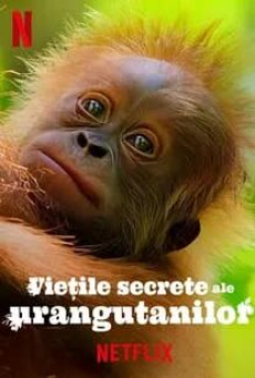 secret-lives-of-orangutans-(2024)